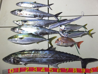 201220-2サワラ118cm清水さん.jpg