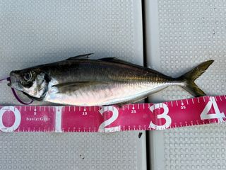 250502-1.JPG