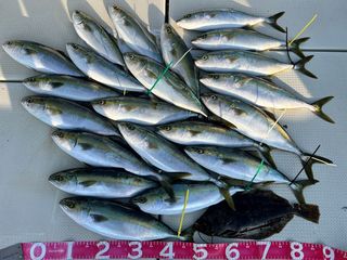 250513-1.JPG