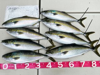 250516-1.JPG