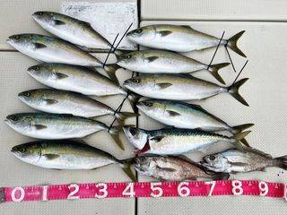 250519-1.JPG