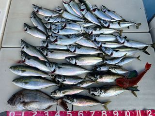 250618-1.JPG