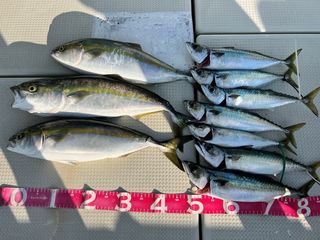250805-1.JPG
